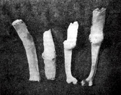 image of abnormal cattle bones