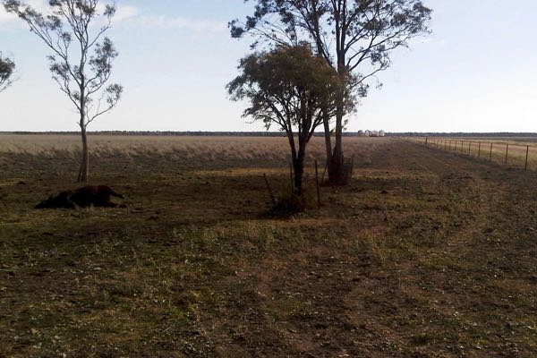Image of dead bovine and paddock