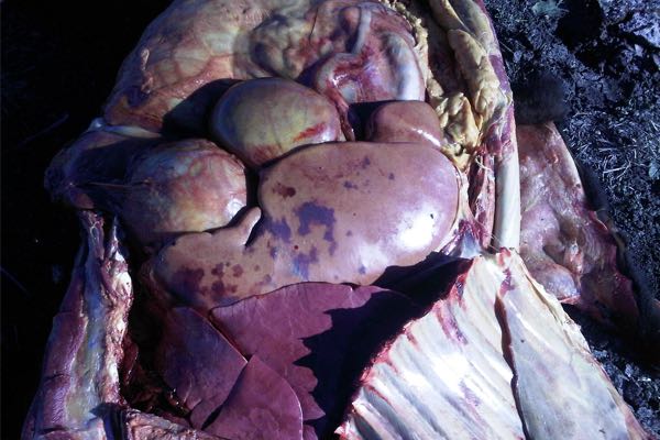 Image of bovine liver on post-mortem