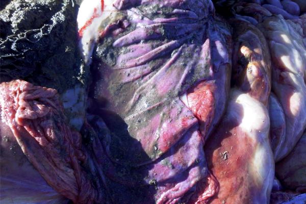 Image of mucosal surface of bovine abomasum