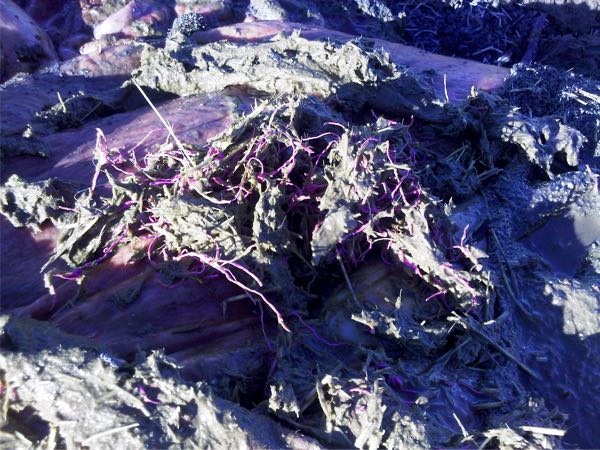 Image of bovine rumenal contents on post-mortem