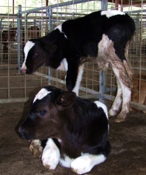 Image of black and white calves in pen