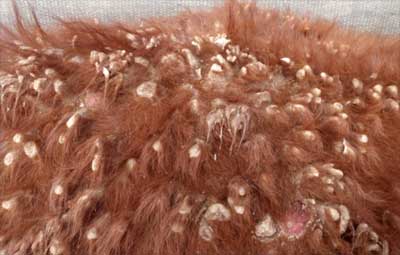 Image of bovine hide close-up