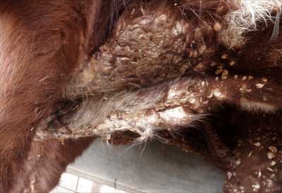 Image of bovine lower abdomen hide