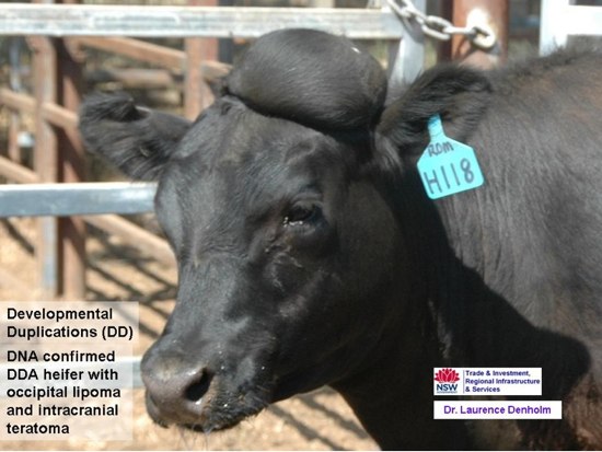 Image of black cow with poll swelling