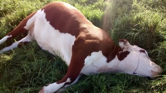 Image of dead cow
