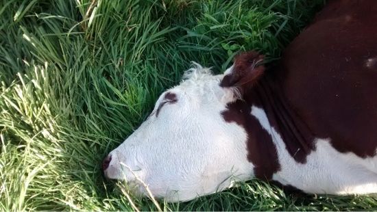 Image of dead cow head