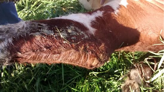 Image of bovine leg showing singe mark