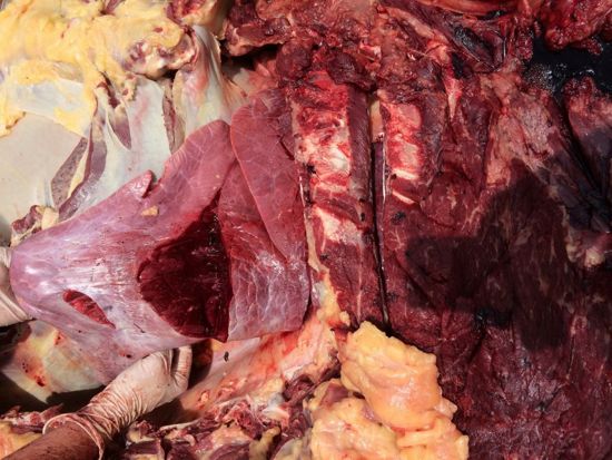 Image of bovine post-mortem showing cut surface of lung lobe