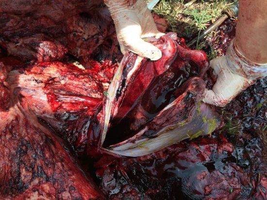 Image of bovine post-mortem showing blood filled trachea