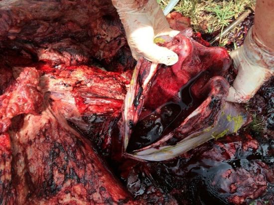 Image of bovine post-mortem showing blood filled trachea