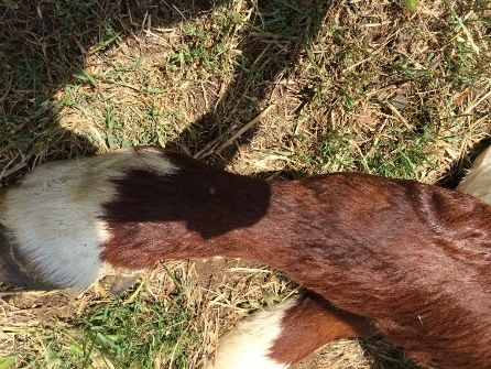 Image of bovine leg
