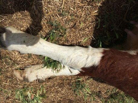 Image of bovine leg