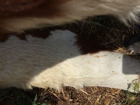 Image of bovine leg