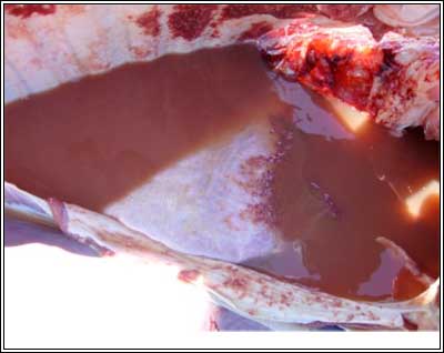 Image of bovine post-mortem showing discoloured fluid accumulation