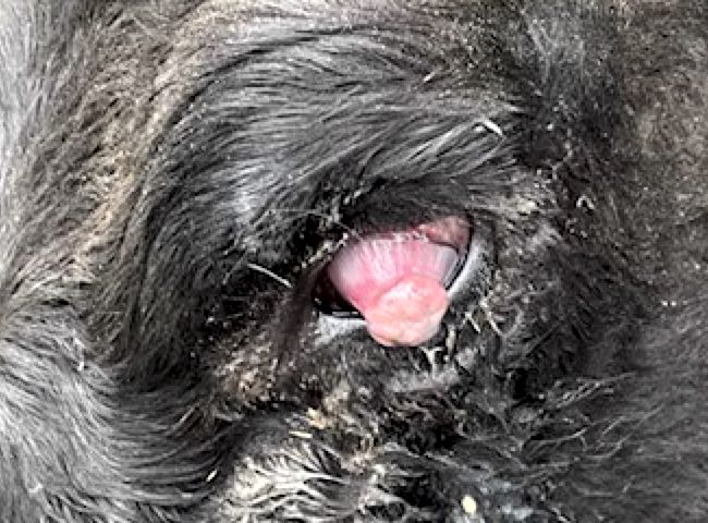 Image of bovine eye showing rupture