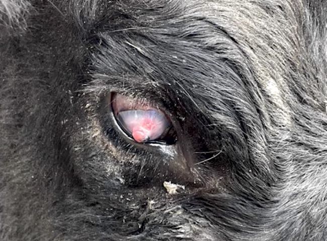 Image of bovine eye showing rupture