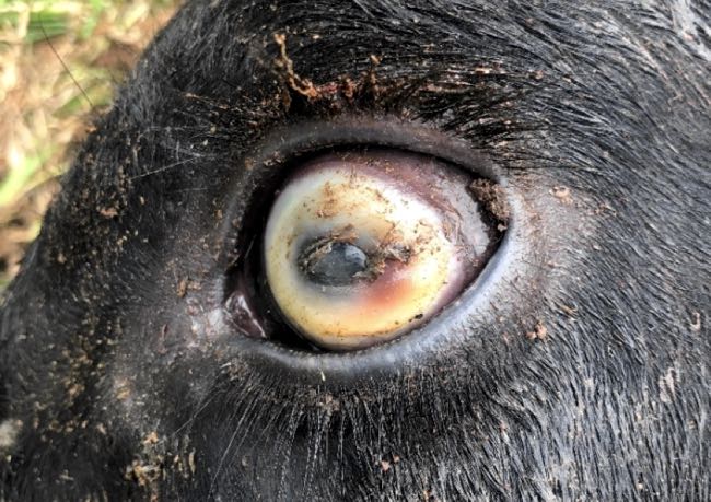 Image of bovine eye showing rupture