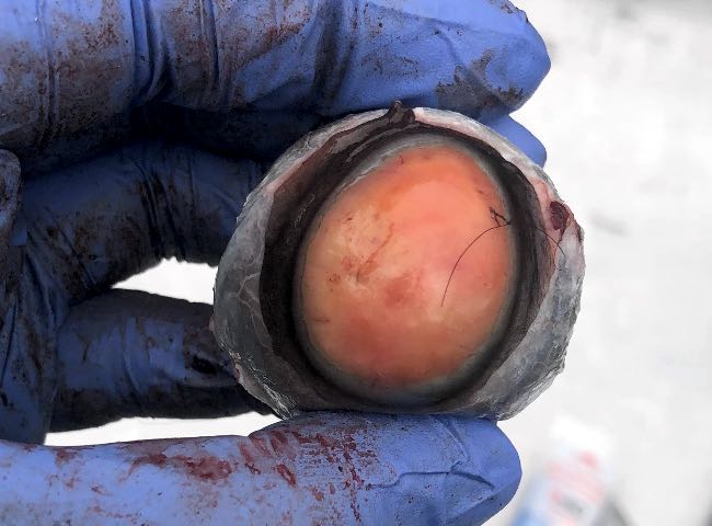 Image of bovine eye showing corneal opacity