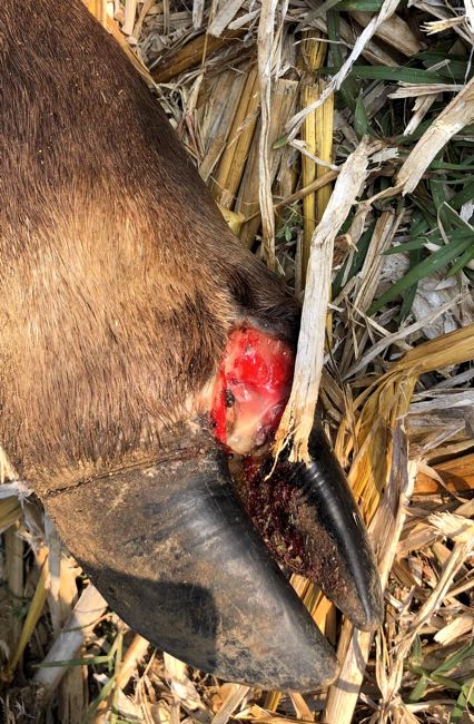 Image of FMD lesions on bovine feet