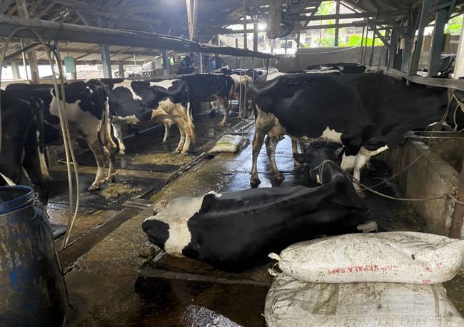 Image of Indonesian dairy