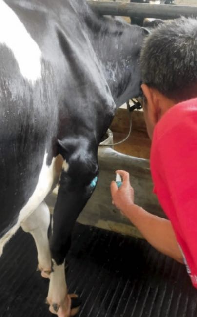 Image of application of wound anaesthesia to leg of cow