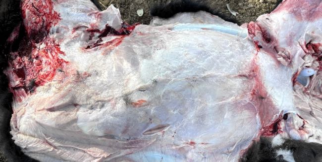 Image of cattle post-mortem showing pale musculature