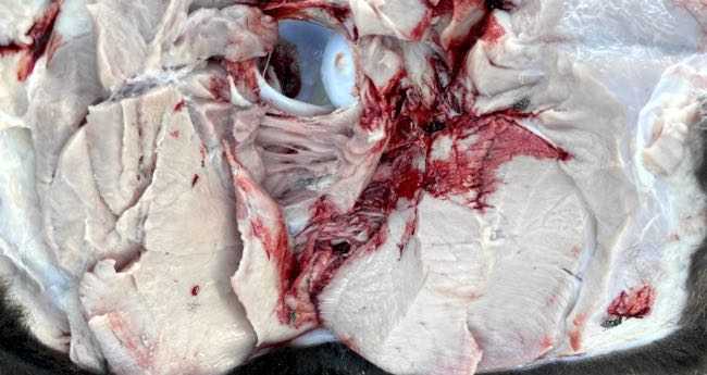 Image of cattle post-mortem showing pale musculature