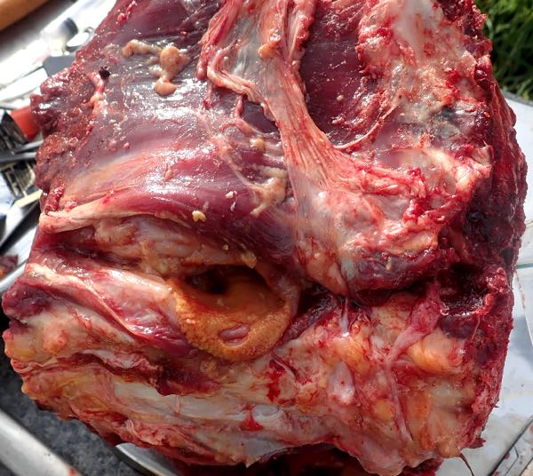 Image of bovine post-mortem vertebral abscess