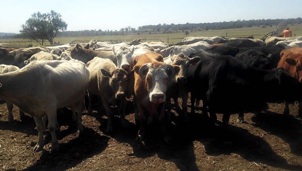 Image of cattle showing poor body condition