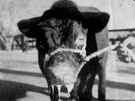 Image of bull hypersalivating