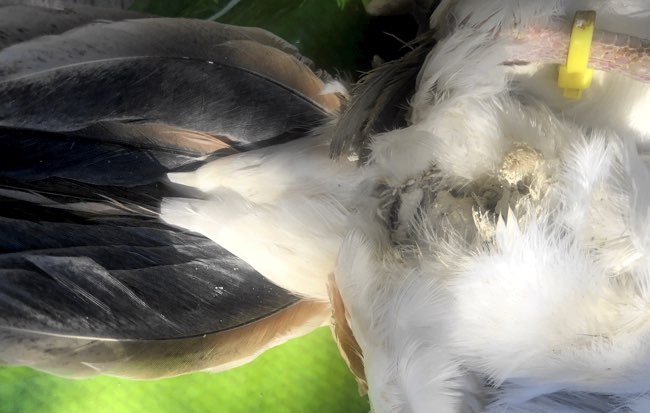 Image of white material around chicken vent