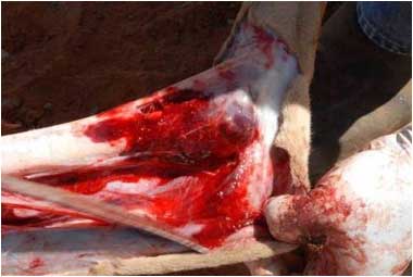 Image of kangaroo leg <em>post-mortem</em>