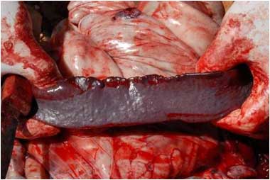 Image of kangaroo spleen <em>post-mortem</em>