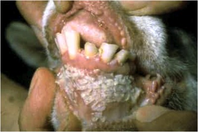 Image of goat mouth, teeth exposed