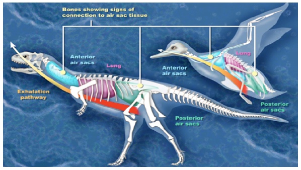 Diagram of air sacs