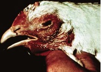 Image of chicken head