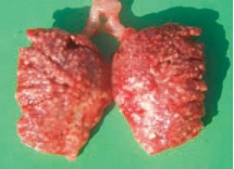 Image of chicken lungs post-mortem