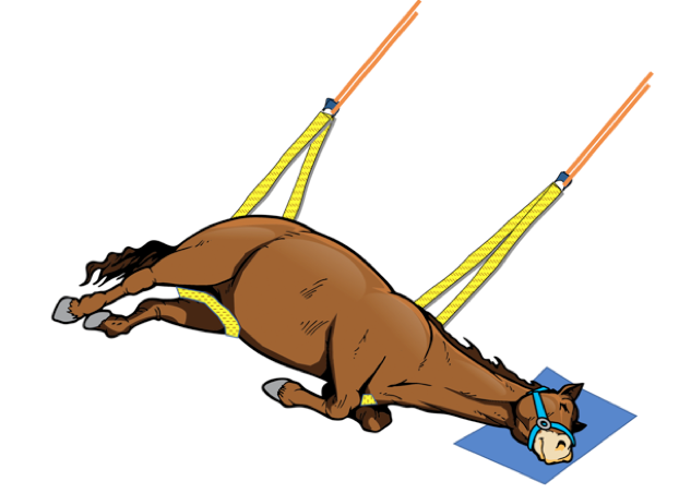 Image of horse in sideways skid