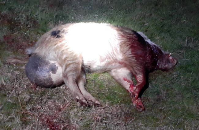Image of dead feral pig with enlarged testicles