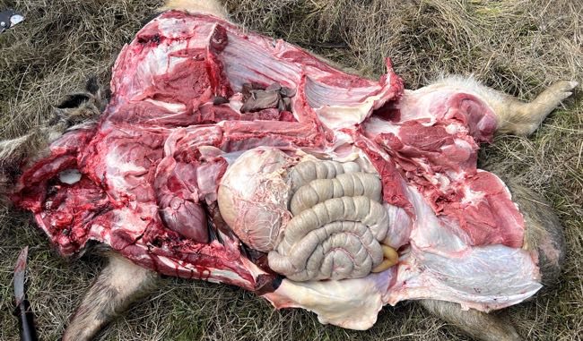 Image of feral pig post-mortem