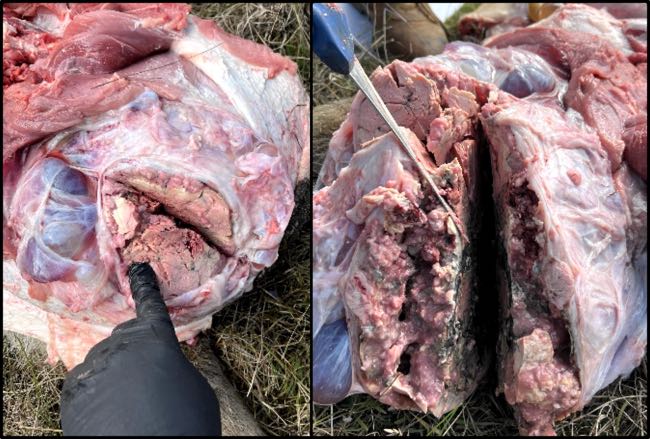 Image of tumourous porcine testicle with cut surface showing necrotic tissue