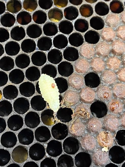 Image of varroa mite on bee larvae