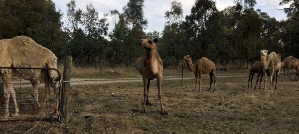 Image of camels