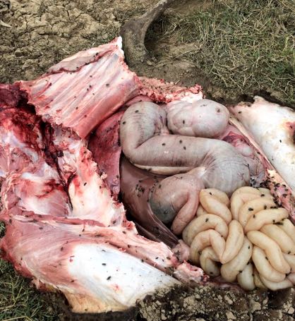 Image of camel post-mortem showing intestinal gas