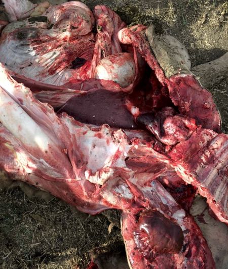 Image of camel post-mortem showing fluid-filled lungs