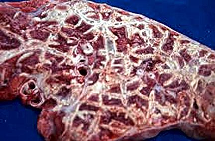 Image of bovine lung post-mortem