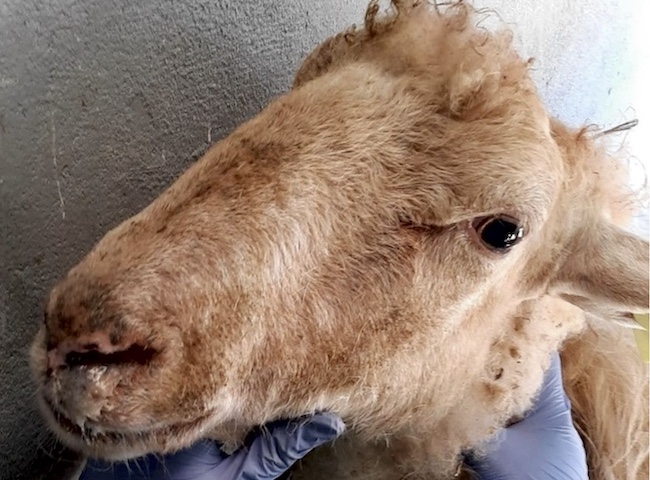 Image of adult white-faced sheep's head