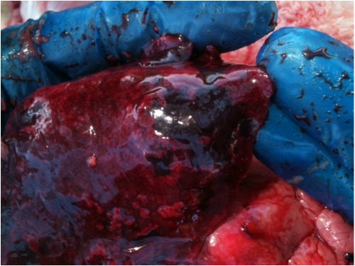 Image of sheep lung on post-mortem
