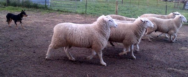 Image of rams and dog